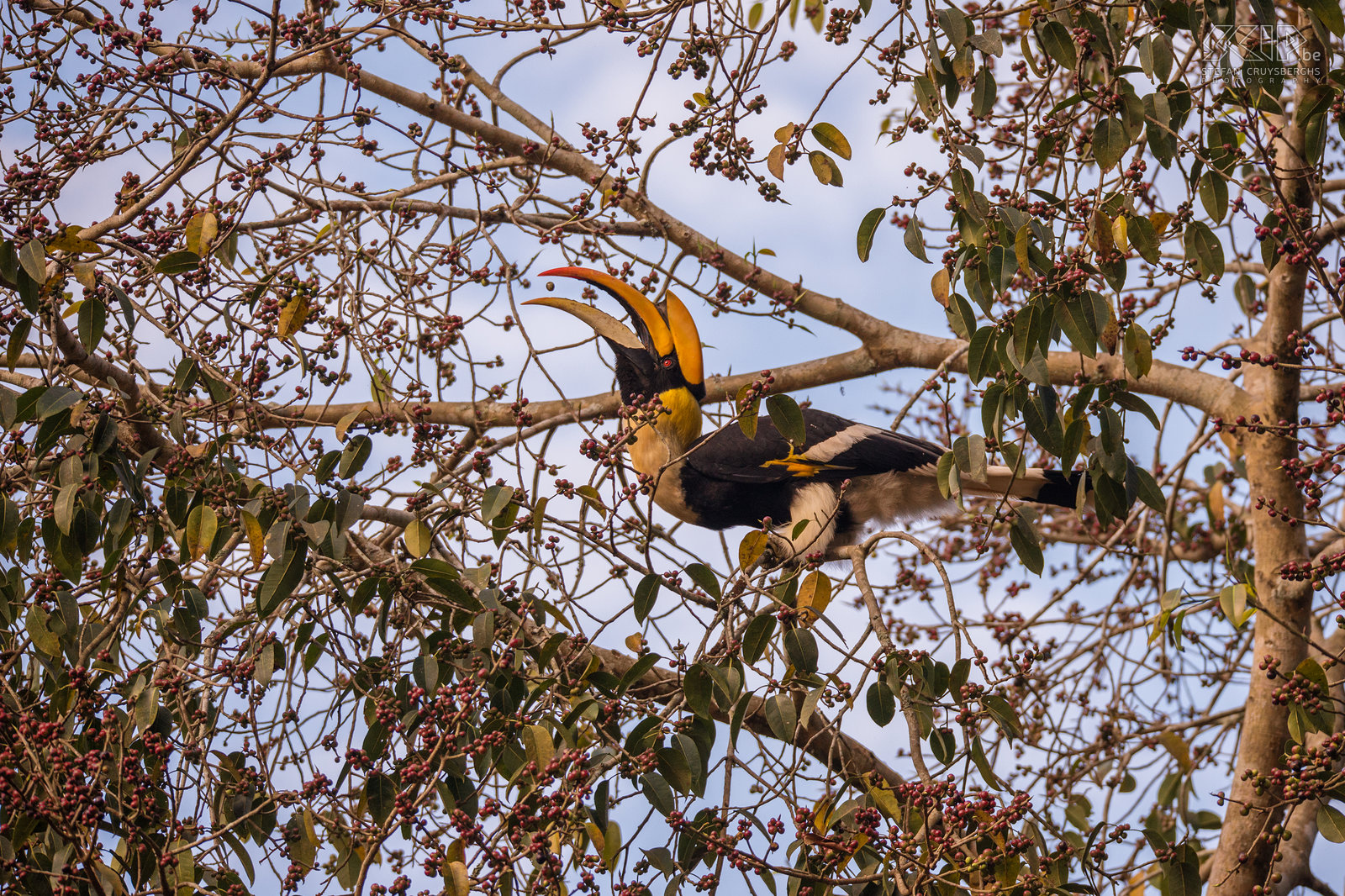 Valparai - Great Indian hornbill In the green forests near the tea fields of Valparai there is also a lot of wildlife and it is an excellent location to see unique animals. The Great Indian hornbill (Buceros bicornis) is the largest hornbill in south India. It is predominantly frugivorous, but they also eat small mammals, reptiles and birds. They can become 95–130cm long with a winspan of 150cm. Stefan Cruysberghs